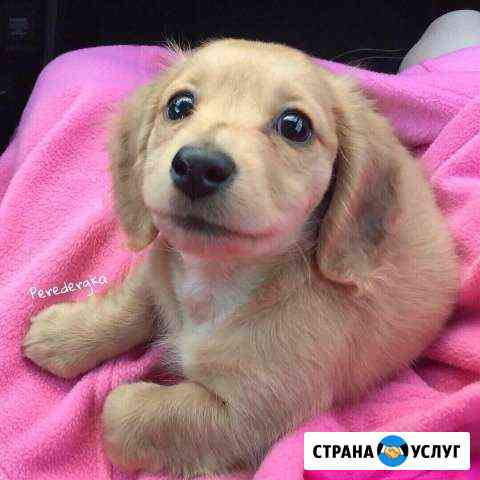 Передержка животных Раменское