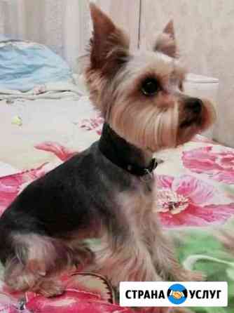 Груминг Нижний Новгород