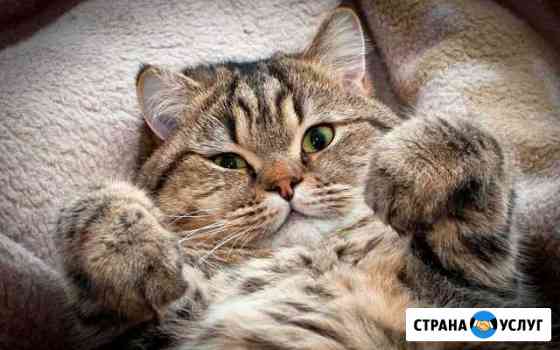 Передержка кошек Казань