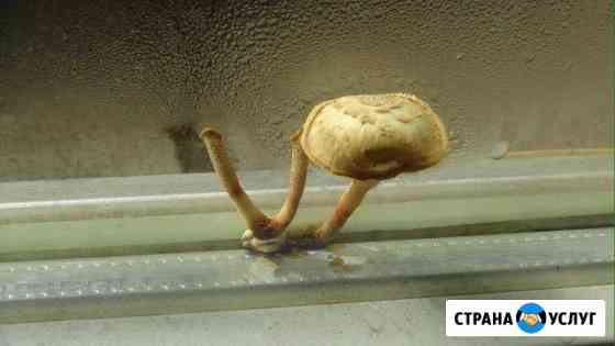 Ремонт окон на дому без грязи и пыли Севастополь