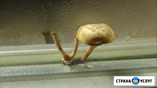 Ремонт окон на дому без грязи и пыли Севастополь - изображение 1