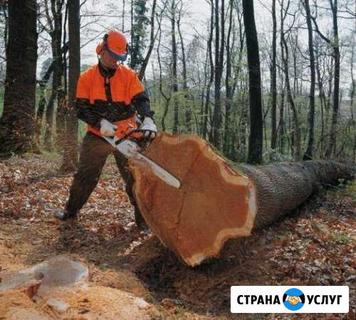Спил деревьев.Любой сложности Энгельс - изображение 1