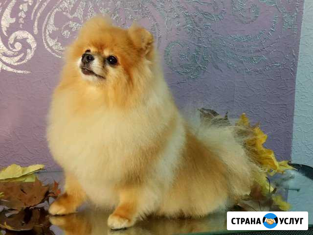 Стрижка собак и кошек.Груминг-салонЧёрный пудель Белгород - изображение 1