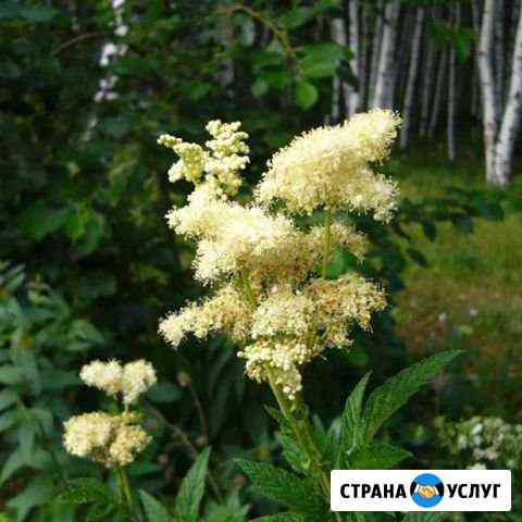 Репетиторство. Английский язык Новокузнецк