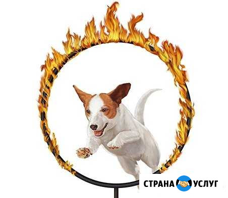 Дрессировка собак Благовещенск - изображение 1