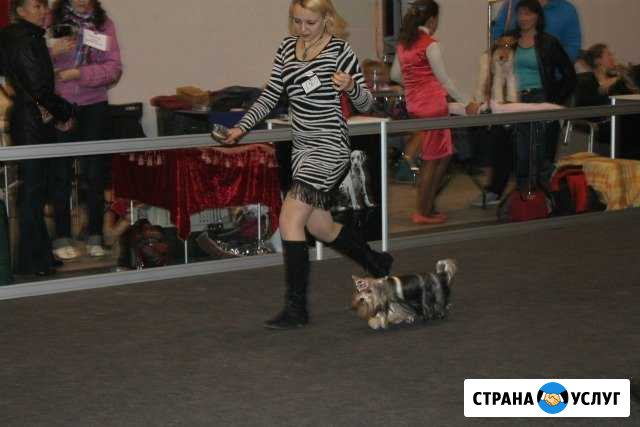 Хендлинг для собак Нижний Новгород - изображение 1