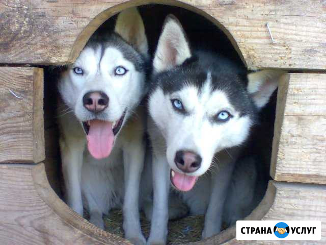 Гостиница для собак,кошек и прочих любимцев Курск - изображение 1
