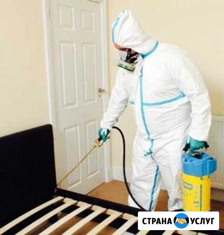 Дезинфекция дезинсекция дератизация Люберцы - изображение 1