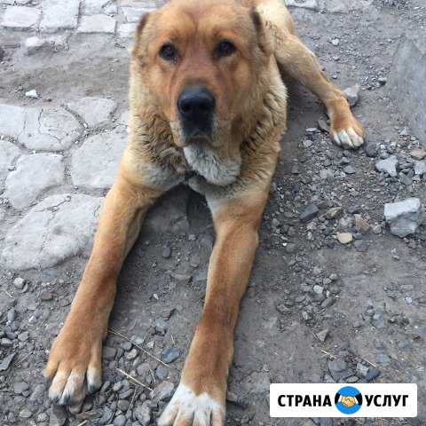 Вязка алабай Новые Зори - изображение 1