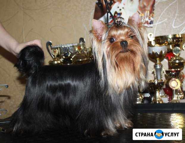 Йорки Ангарск - изображение 1