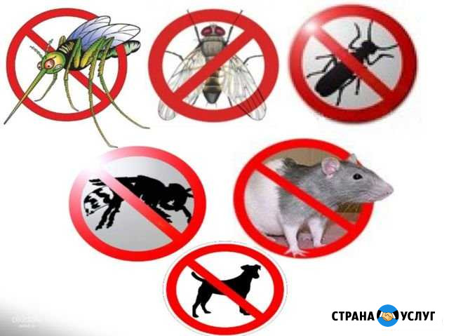 Уничтожение всех видов насекомых, мышей, крыс Мещовск - изображение 1