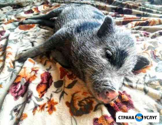 Минипиги на фотосессии Рязань