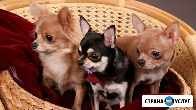 Передержка собак Курск - изображение 1