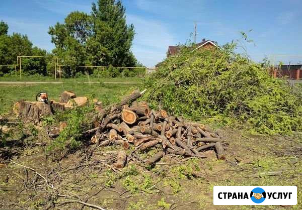 Расчистка участков, спил деревьев Сочи - изображение 1