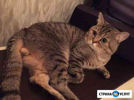 Кот приглашает на вязку Новороссийск