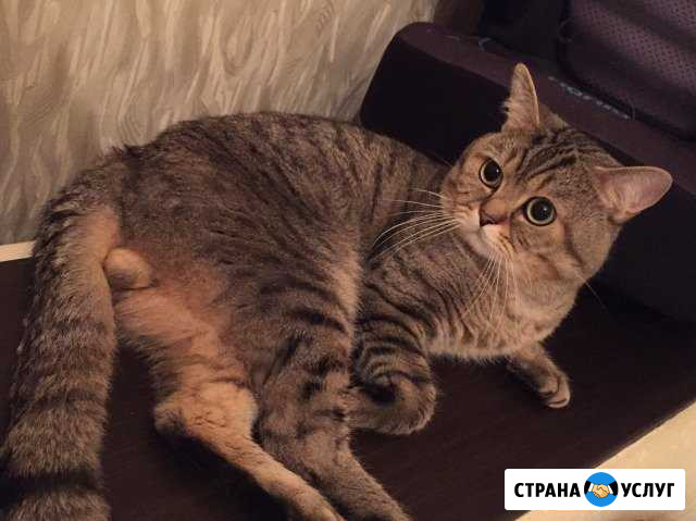 Кот приглашает на вязку Новороссийск - изображение 1