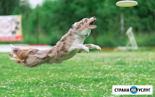 Дрессировка собак (дог-фризби) Кемерово - изображение 1