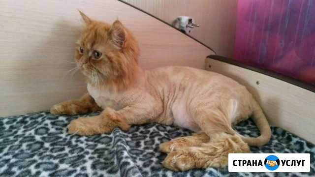 Стрижка кошек без наркоза, и собак, выезд по всем Норильск - изображение 1