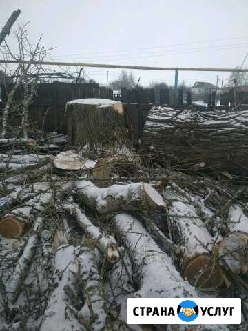 Спил деревьев,Расчистка участков.Корчевка пней Белгород - изображение 1