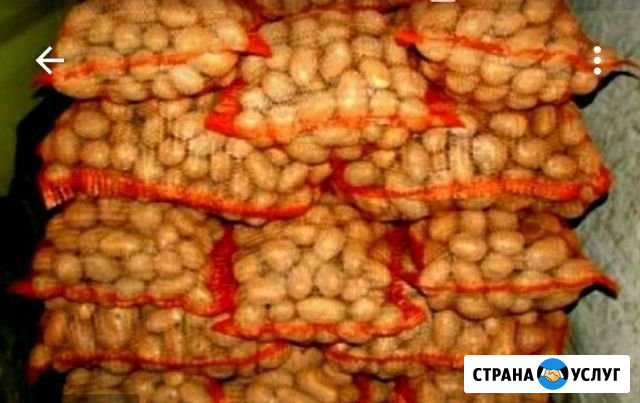 Картофель морковь свекла Березовка - изображение 1