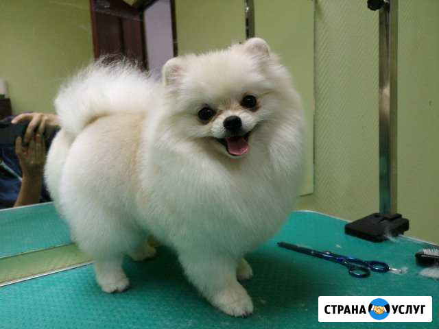 Стрижка собак. Тримминг Мурино - изображение 1
