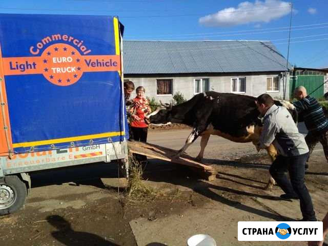 Перевозка животных крс, лошадок, свинюшек Екатеринбург - изображение 1