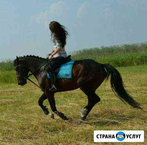 Батайск. Обучение верховой езде взрослых и детей Батайск