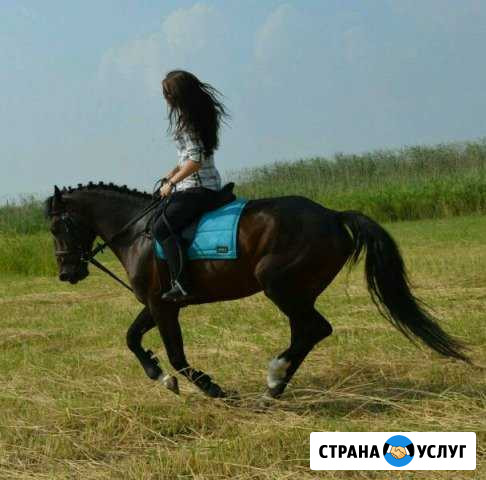 Батайск. Обучение верховой езде взрослых и детей Батайск - изображение 1