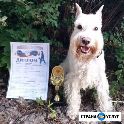 Дрессировка и передержка собак Тольятти - изображение 1