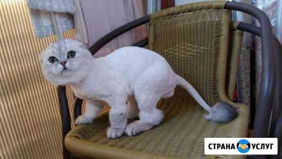 Стрижка кошек Красноярск
