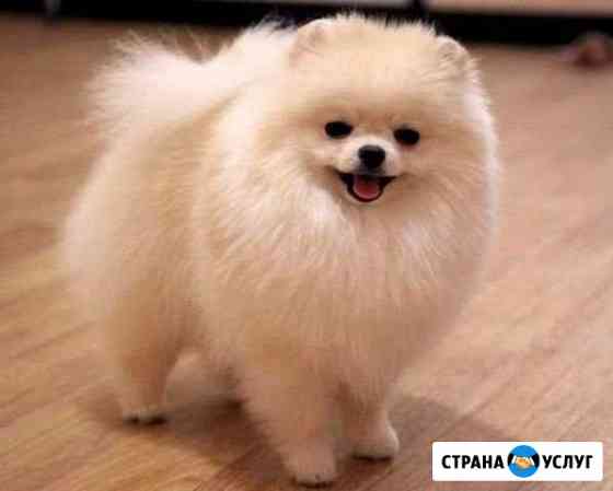 Передержка домашних животных Саратов