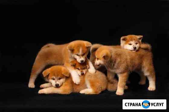 Аренда щенков, собак Акита-Ину для фотосессий Уфа