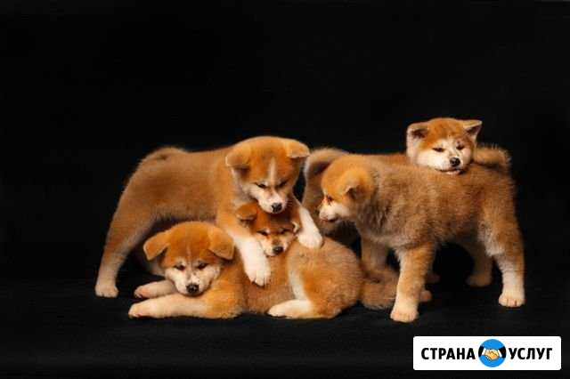 Аренда щенков, собак Акита-Ину для фотосессий Уфа - изображение 1