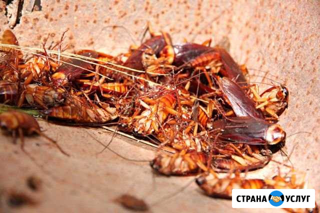 Дезинсекция Ставрополь - изображение 1