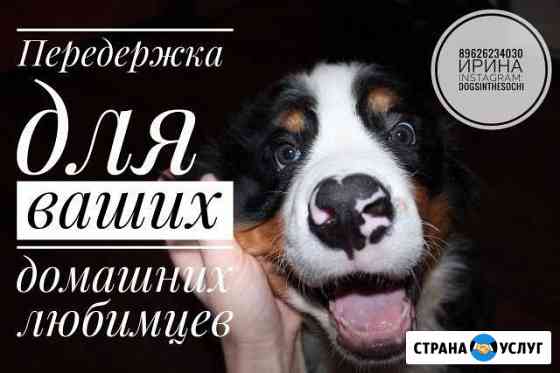 Передержка для собак Сочи