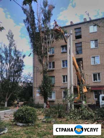 Спил деревьев Шахты - изображение 1