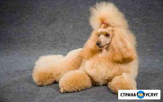 Груминг Москва