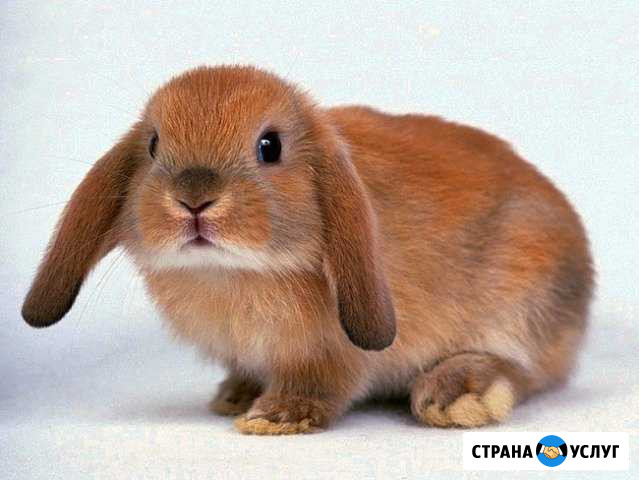 Передержка животных во время отпуска Электрогорск - изображение 1