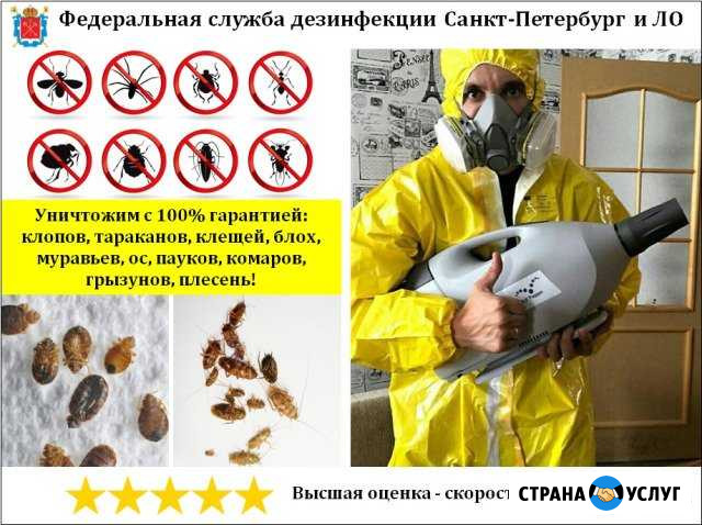 Уничтожение клопов, тараканов, клещей, насекомых Кингисепп - изображение 1