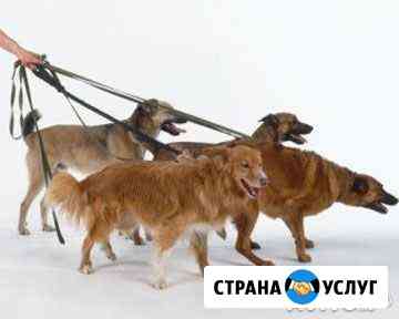 Выгул собак Москва