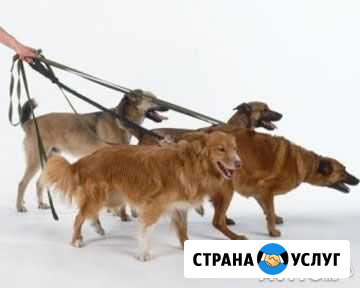 Выгул собак Москва - изображение 1