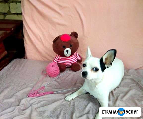 Вязка Чихуахуа Волгоград - изображение 1