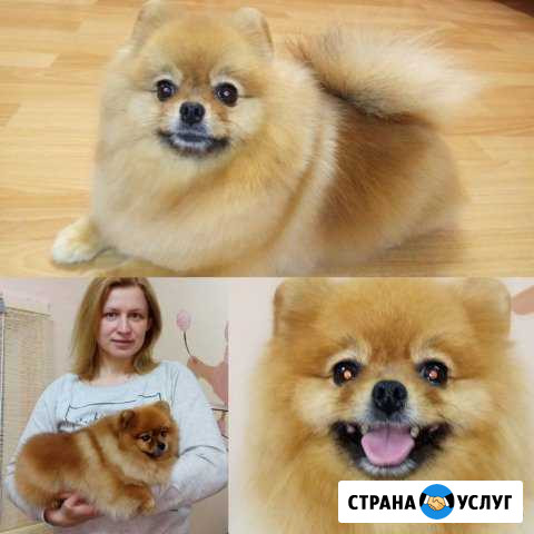 Стрижка собак и кошек Москва - изображение 1
