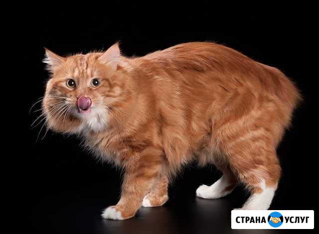 Курильский бобтейл вязка Щербинка - изображение 1