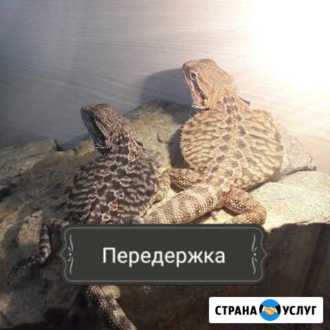 Передержка экзотических питомцев (+грызуны) Новосибирск - изображение 1