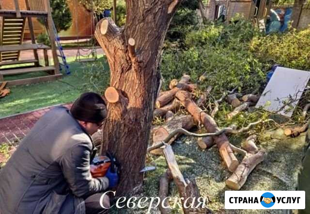 Спил деревьев Северская - изображение 1