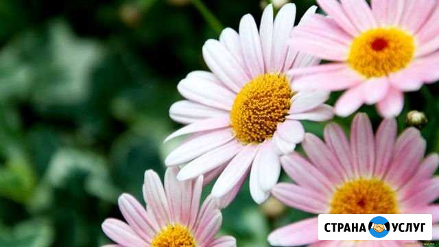 Сиделки с проживанием Балашиха - изображение 1