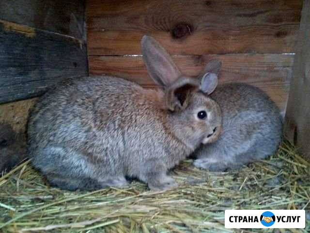 Домашние кролики Крыловская - изображение 1