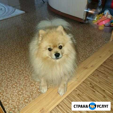 Выгул собачки Надым - изображение 1