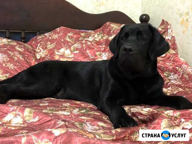 Кобель для вязки Серпухов - изображение 1
